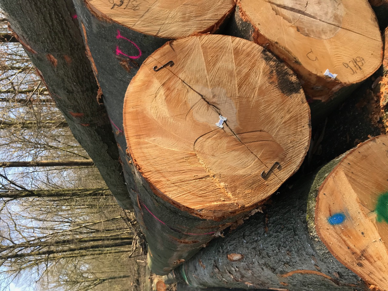 Beech logs, fresh cut A/B/C-grade, 40cm diameter and up