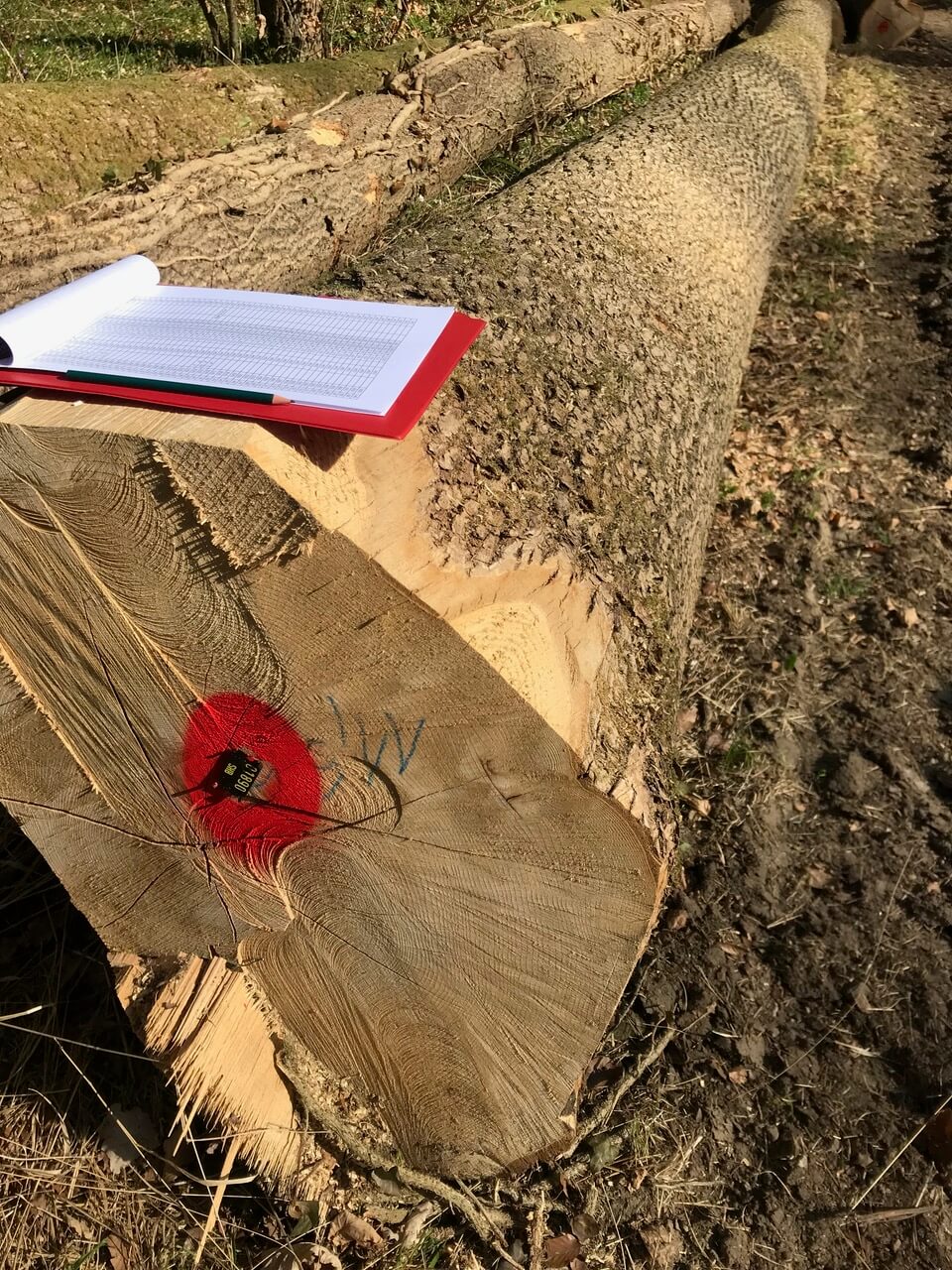 European Ash logs