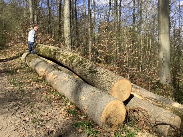 European Ash Logs