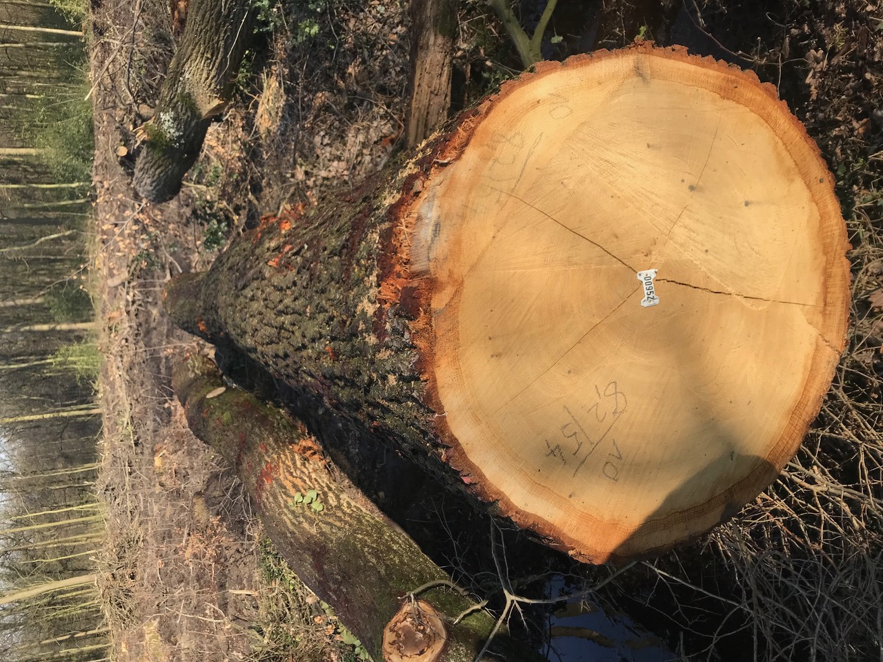 European White Oak