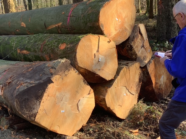 European Beech Logs, Fresh cut A/B/C-grade, 40cm diameter and up